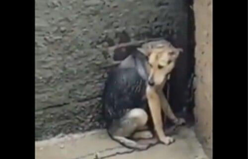 Rescatan a perrita maltratada en Tlalnepantla; exhibida en video viral